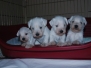 Kennel Z BIELEHO DOMU - Puppies for sale - 4 weeks