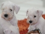 Litter "A" Kennel Z BIELEHO DOMU - puppies 6 weeks